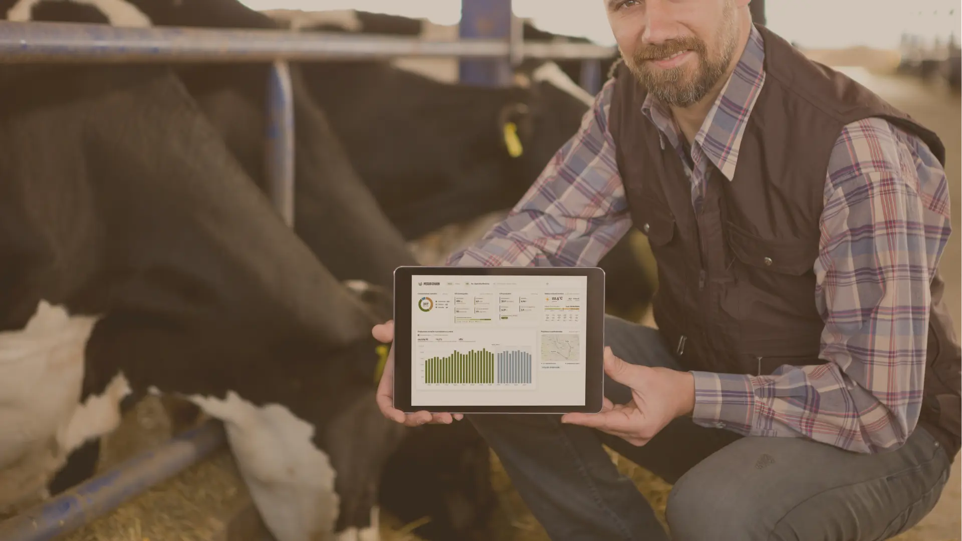 Un allevatore in stalla mostra la webapp Pecus Chain su un tablet.